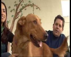 SeaWorld's parks have been finding homes for adopt SeaWorld's parks have been finding homes for adoptable pets by offering two complimentary tickets to people who adopt a cat or dog in need of a partic
